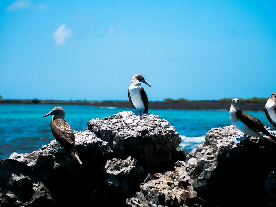 andurriante-viajes-galapagos-3
