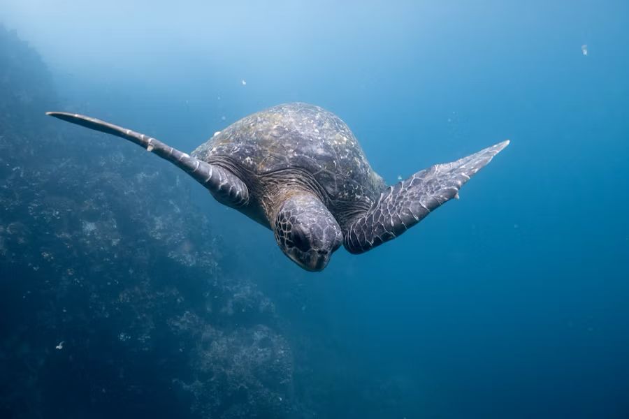 andurriante-viajes-galapagos-4