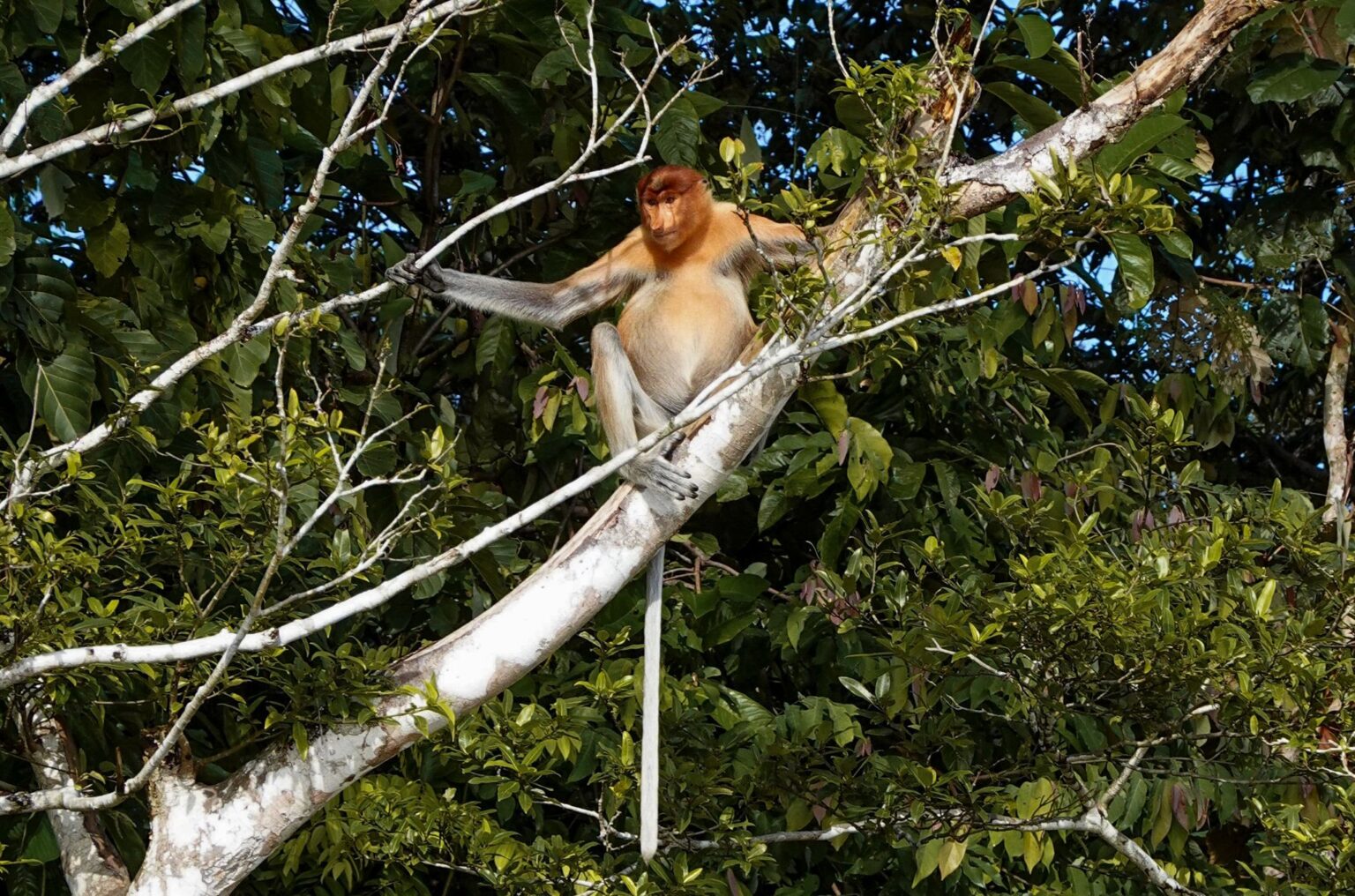 andurriante-viajes-borneo-3