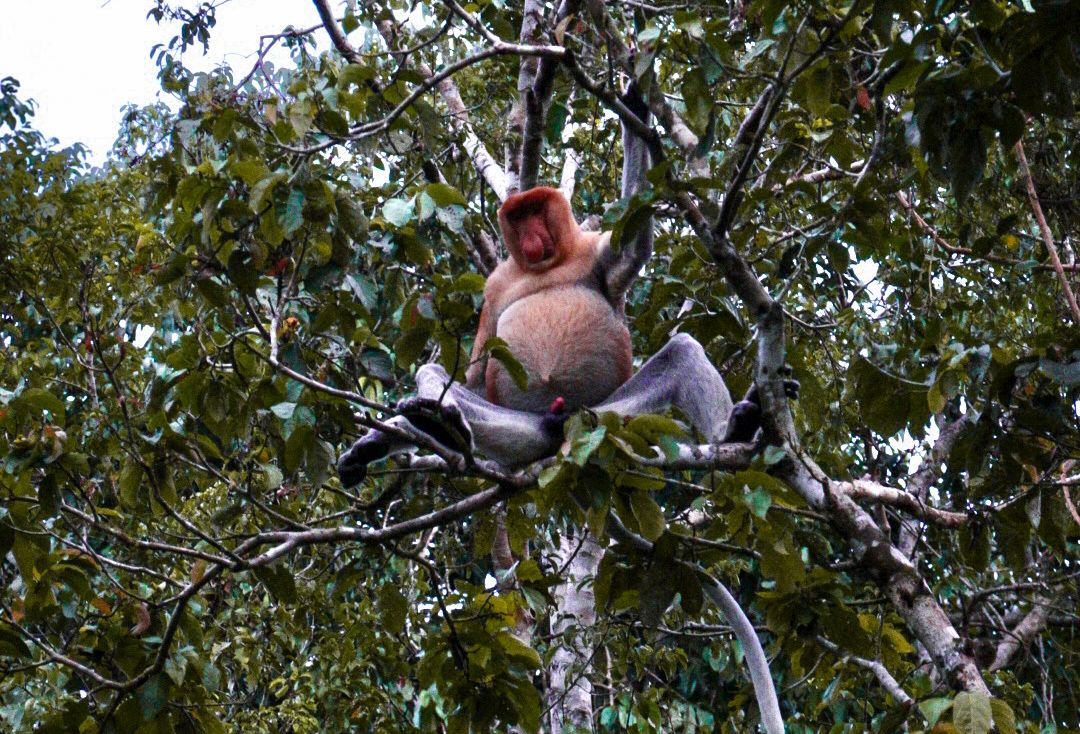 andurriante-viajes-borneo-4