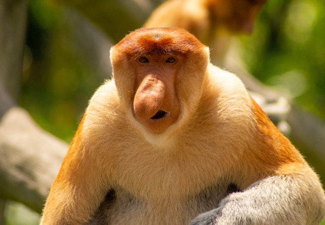 andurriante-viajes-borneo-galeria-14
